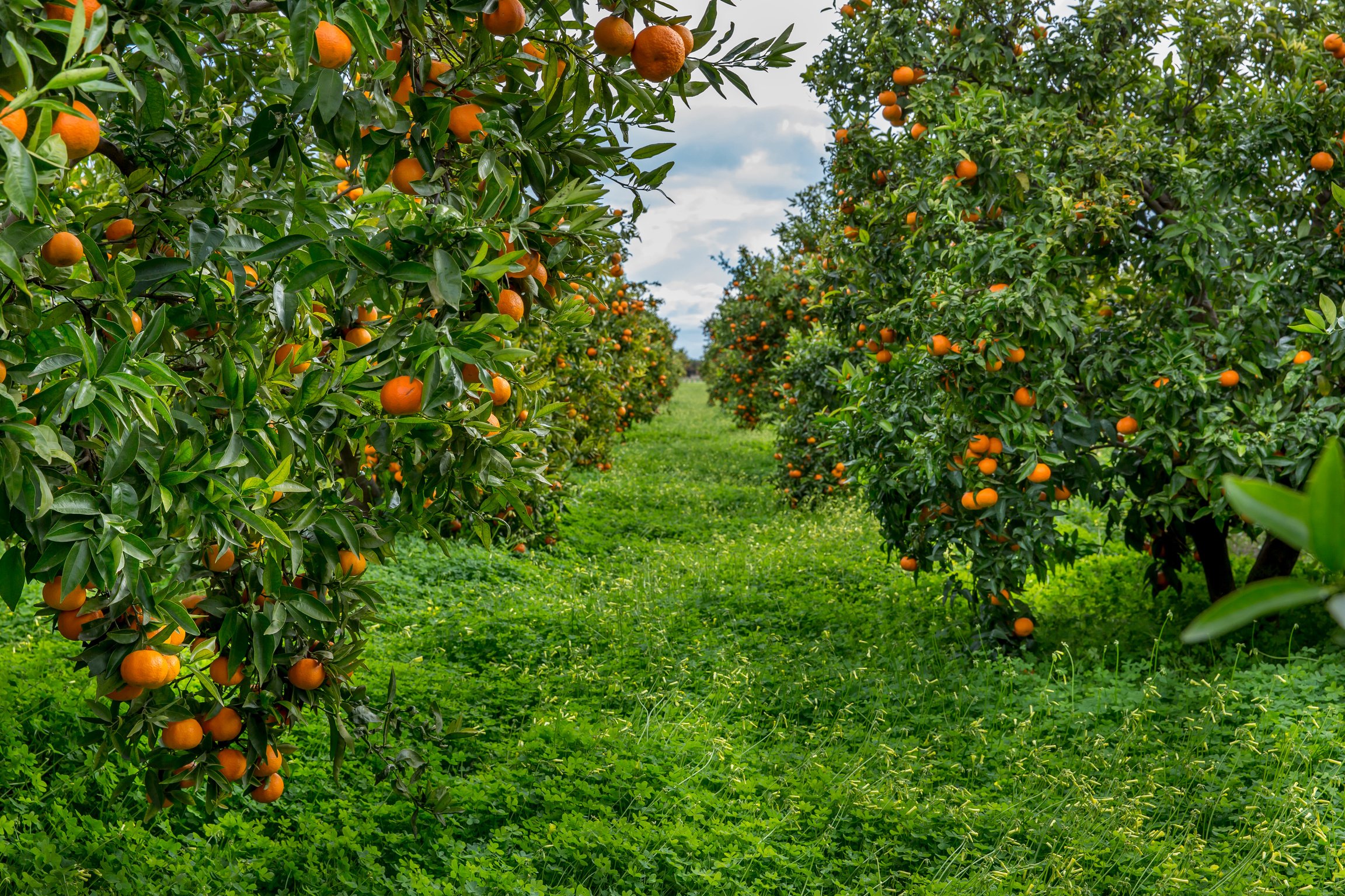 Oranges field